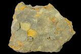 Pennsylvanian Fossil Brachiopod Plate - Kentucky #138903-2